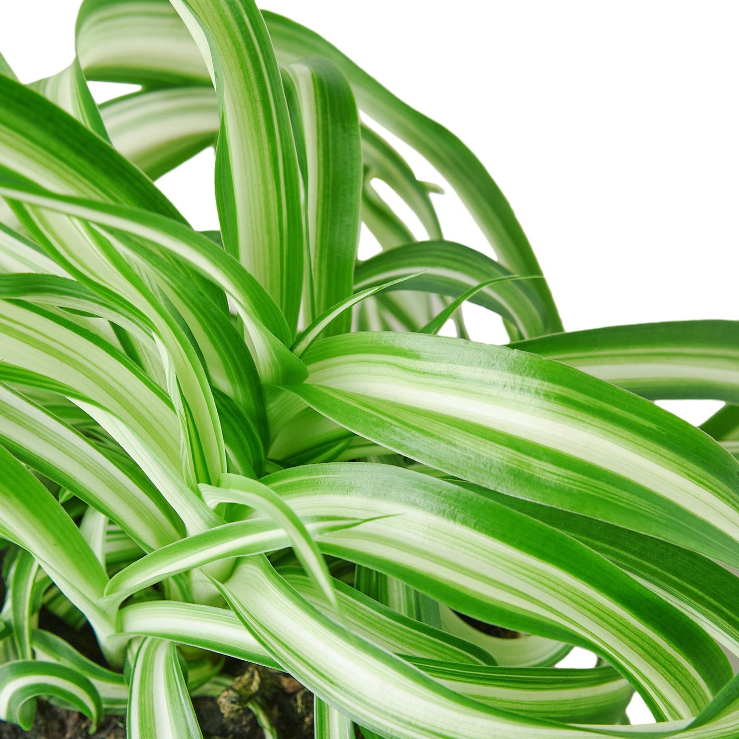 Spider Plant 'Bonnie' - 4" Pot - NURSERY POT ONLY