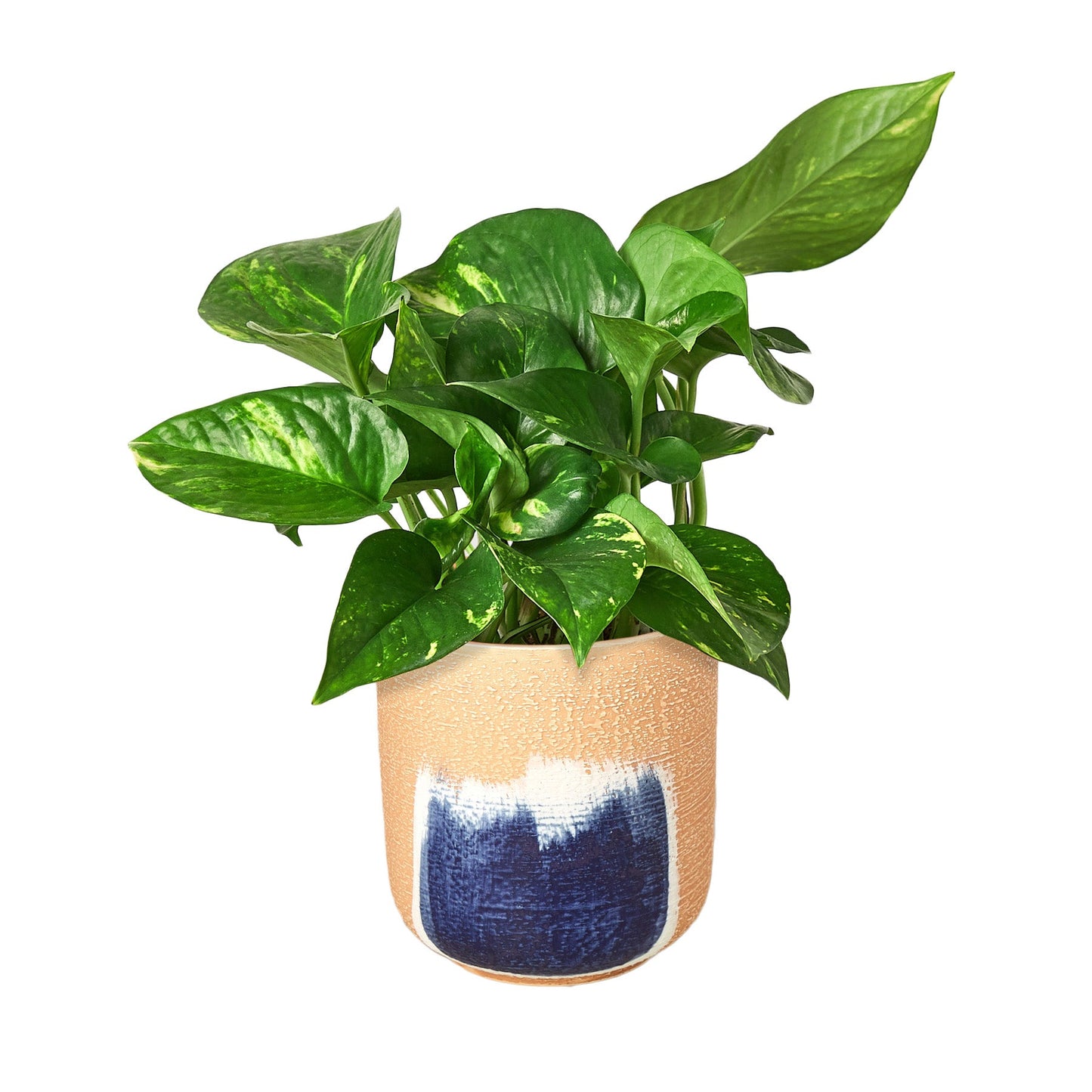 Pothos 'Golden'