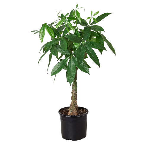 Money Tree 'Guiana Chestnut' Pachira Braid - 10" Pot